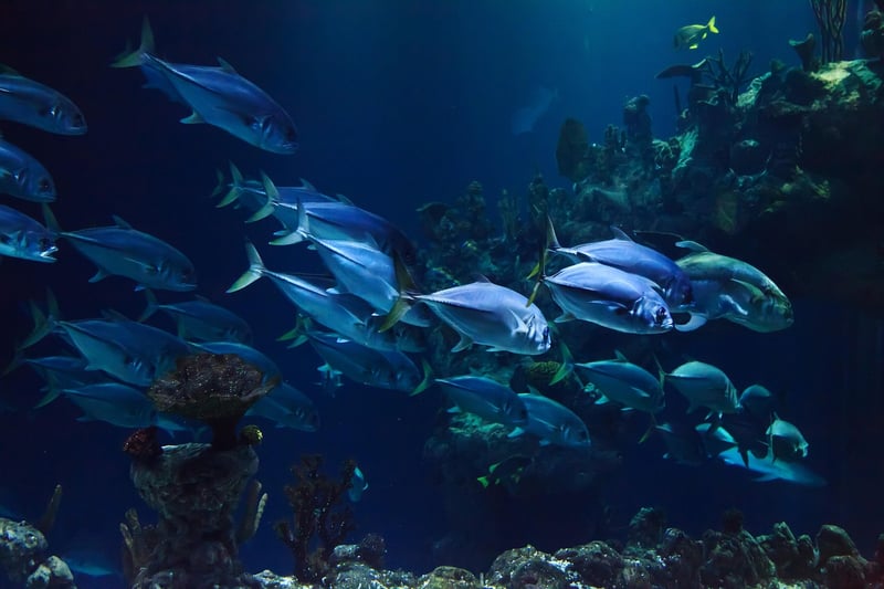 Marine Life